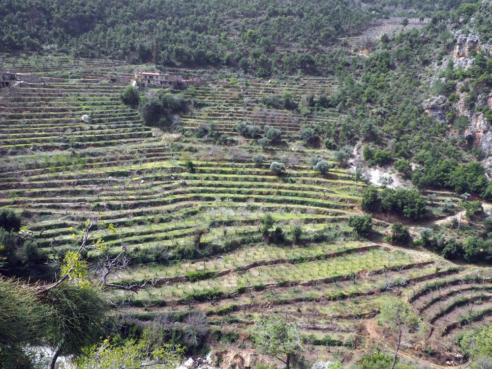 A hillside covered with low terrace walls, lines of trees on each of the terraces.