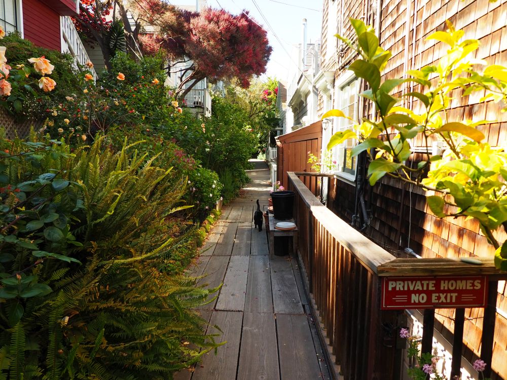 A wooden walkway straight ahead with a brown-shingled house on the right and trees and bushes obscuring a fence on the left. A black cat halfway down the walkway.