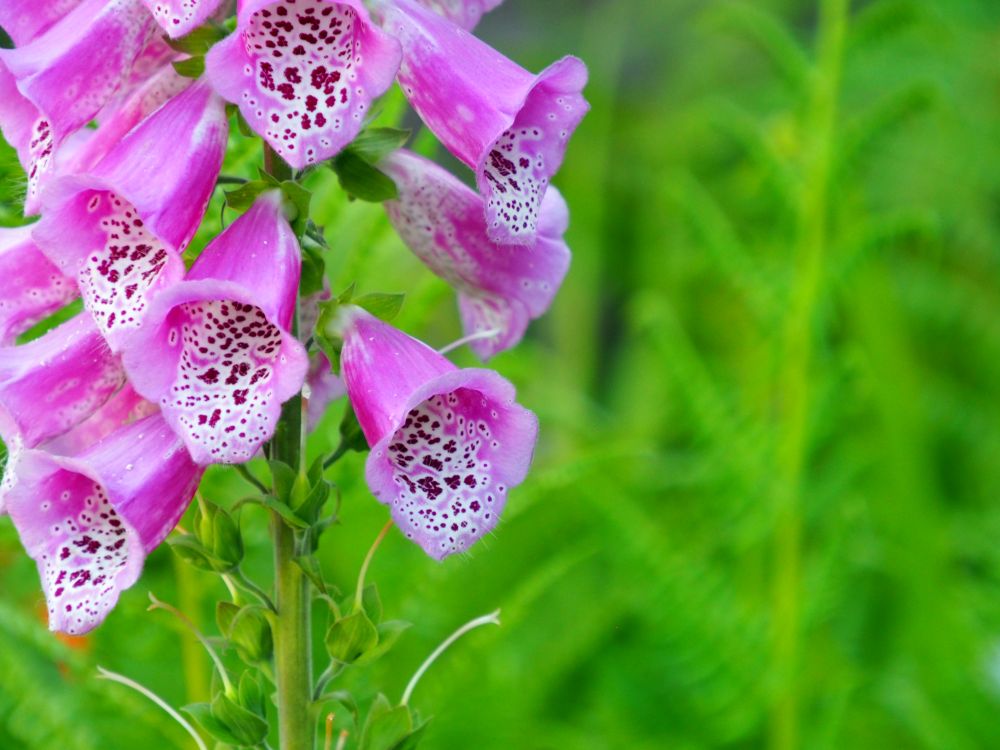 close-up of a digitalis flower: small trumpet shape flowers, bright pink with, on the inside, speckles of dark red and white.