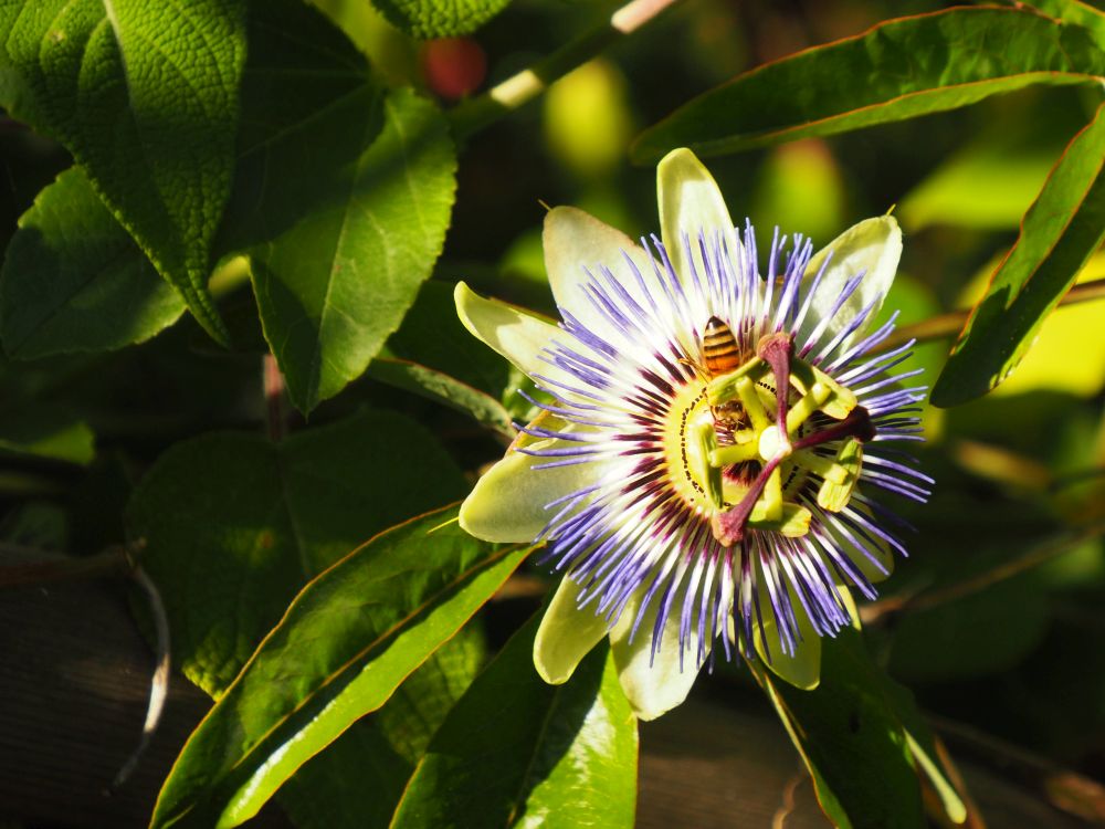 Close-up of a flower with pointy purple and white petals, and a bee at its center.