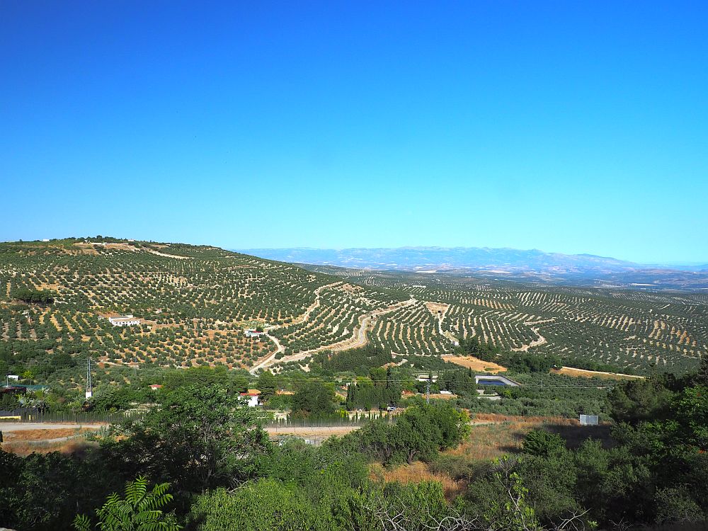 A view of gently rolling countryside where rows of olive trees cover pretty much all of the ground. In the distance: a low mountain range.