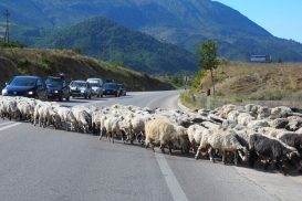 A herd of sheep crossing a paved road, and cars waiting for them to go by.