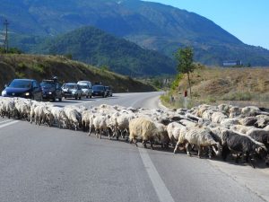 A herd of sheep crossing a paved road, and cars waiting for them to go by.