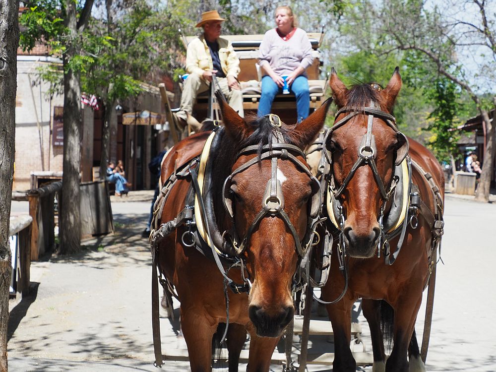 Seen from the front, a stagecoach drawn by two horses. Columbia State Historic Park ghost town in California.