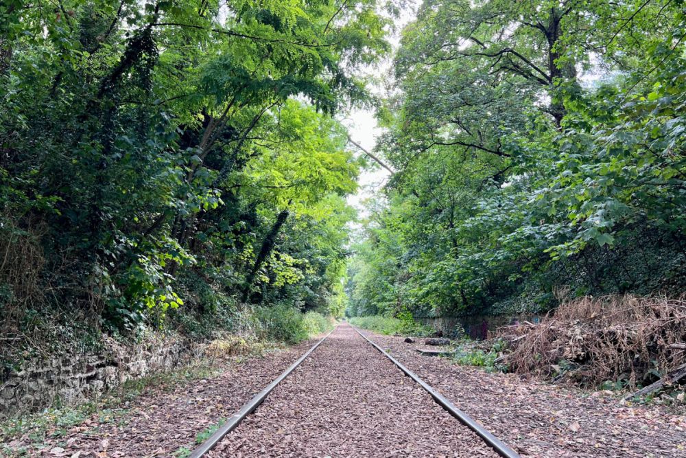 A railroad track, covered with leaves, straight ahead into the distance, with green trees on either side.