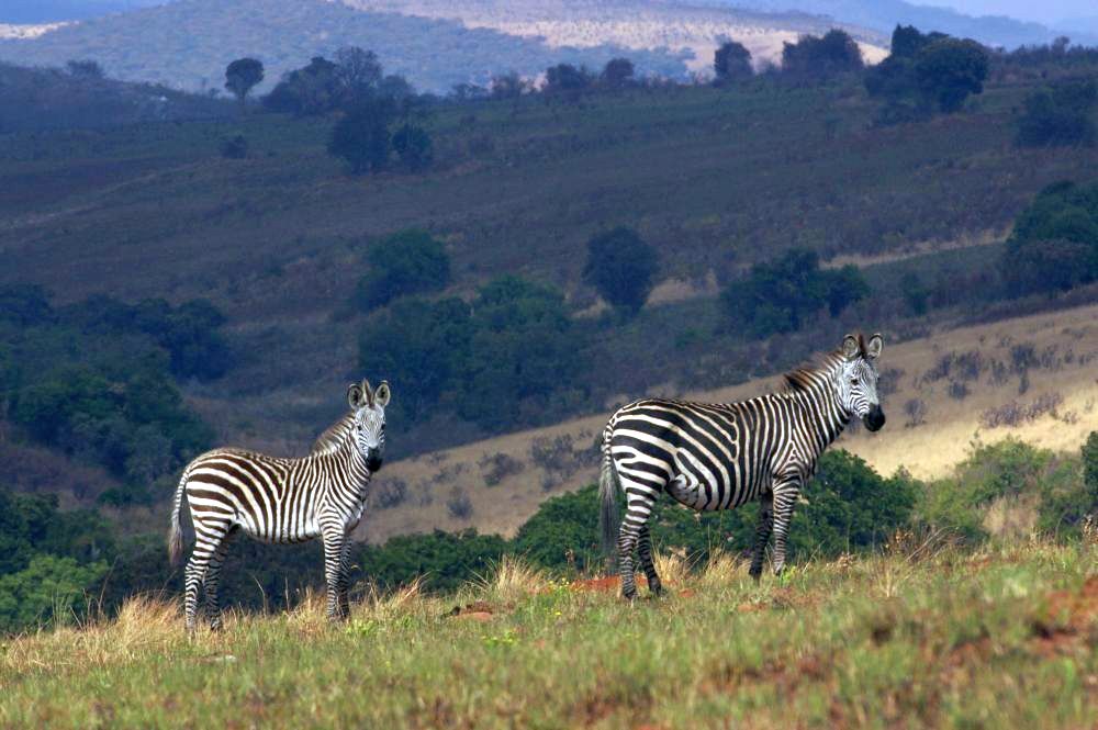 Two zebras standing sideways to the camera on a gentle rise. Rolling hills visible behind them.