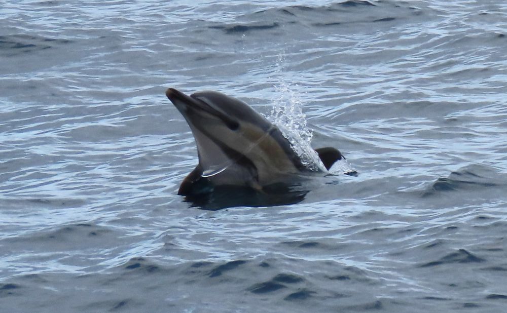 A common dolphin, its face half out of the water.
