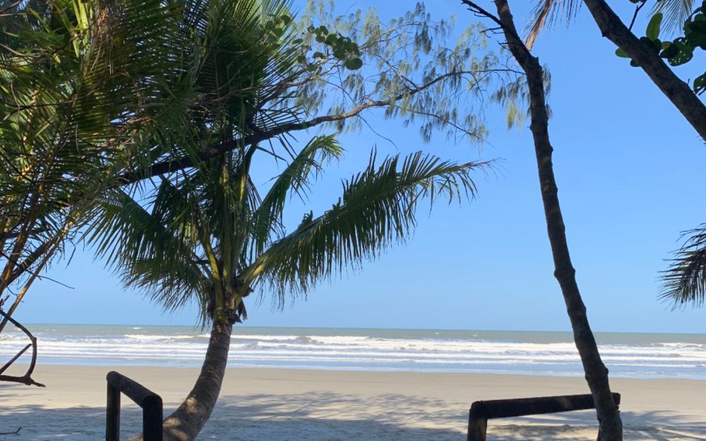 Palm Trees and a white sand beach: waves in the background.