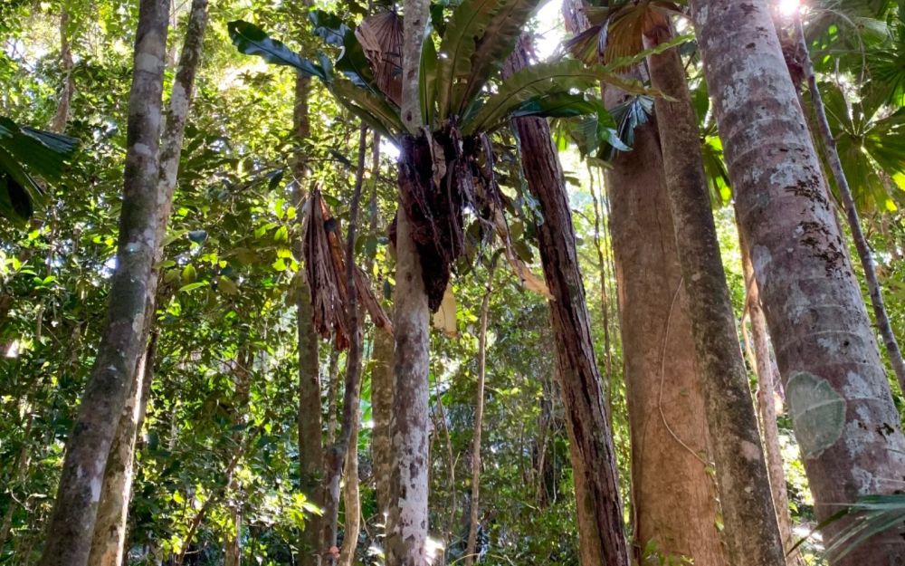 Thick woods at Daintree.