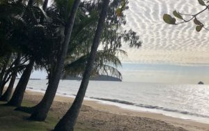 A beach at Palm Cove, calm water, trees leaning over the sand.