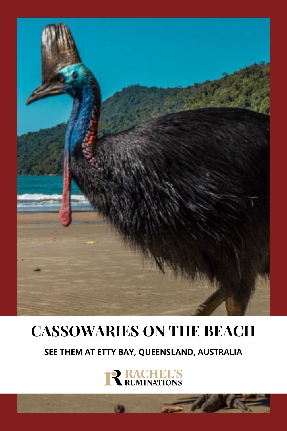 Etty Bay Beach, Queensland, Australia: a lovely white-sand beach next to a rainforest and a great place to spot the endangered cassowary, the world's third-largest flightless bird. via @rachelsruminations