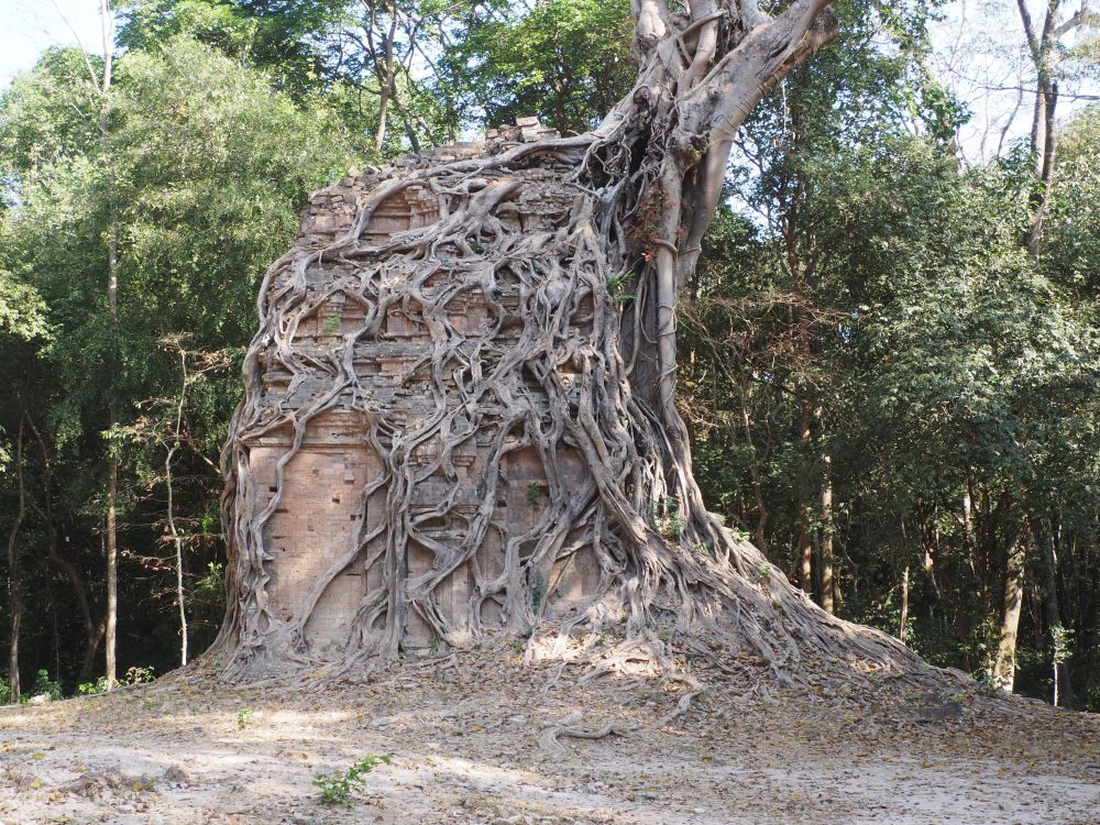 A tree grows out of the top of a temple, its roots almost entirely covering it.