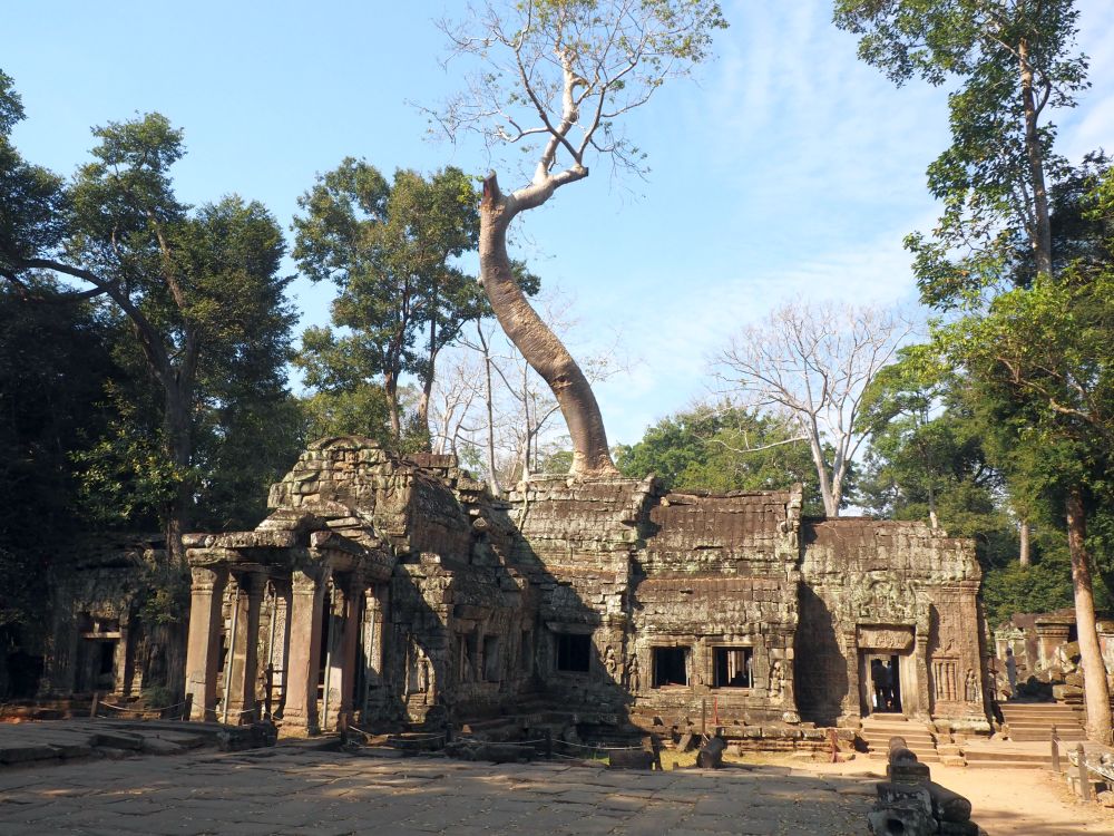 A small temple, but with a very large tree growing out of its roof.