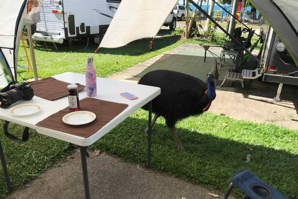 A cassowary walking next to a picnic table, campers and caravans visible behind it.