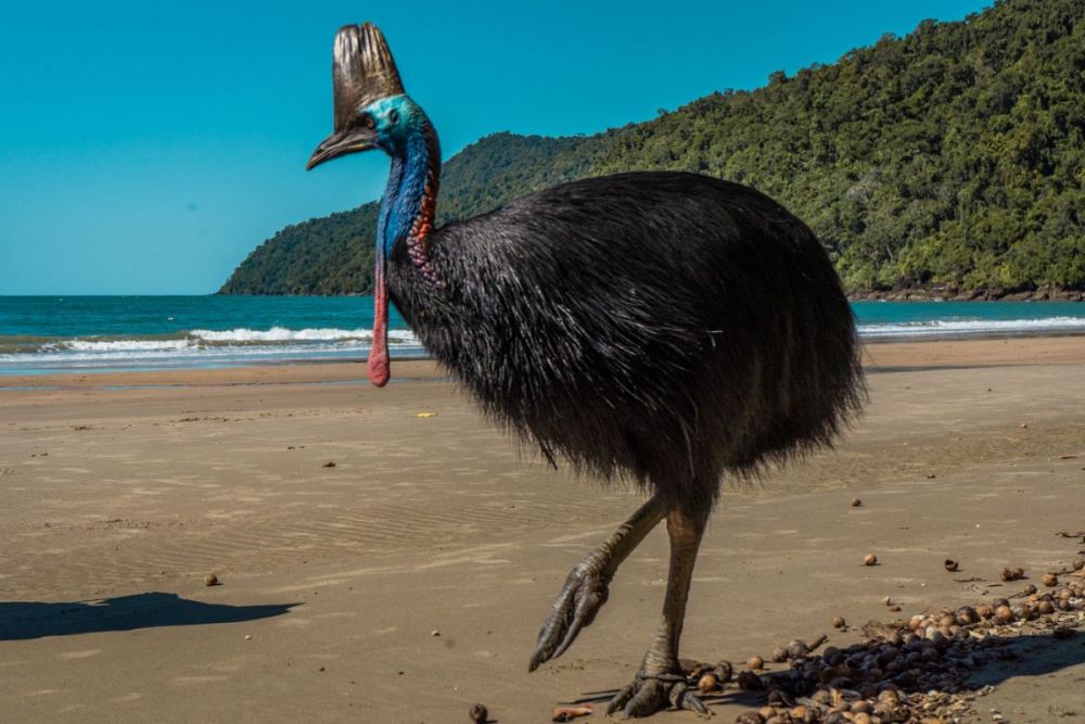 A cassowary walking on a beach.