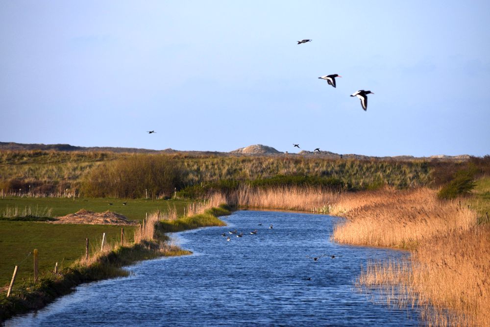 Birds flying over a marsh.