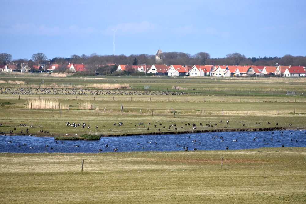 A flat field, marshy, with birds on the water. Beyond the field, a cluster of houses and a stumpy church tower.