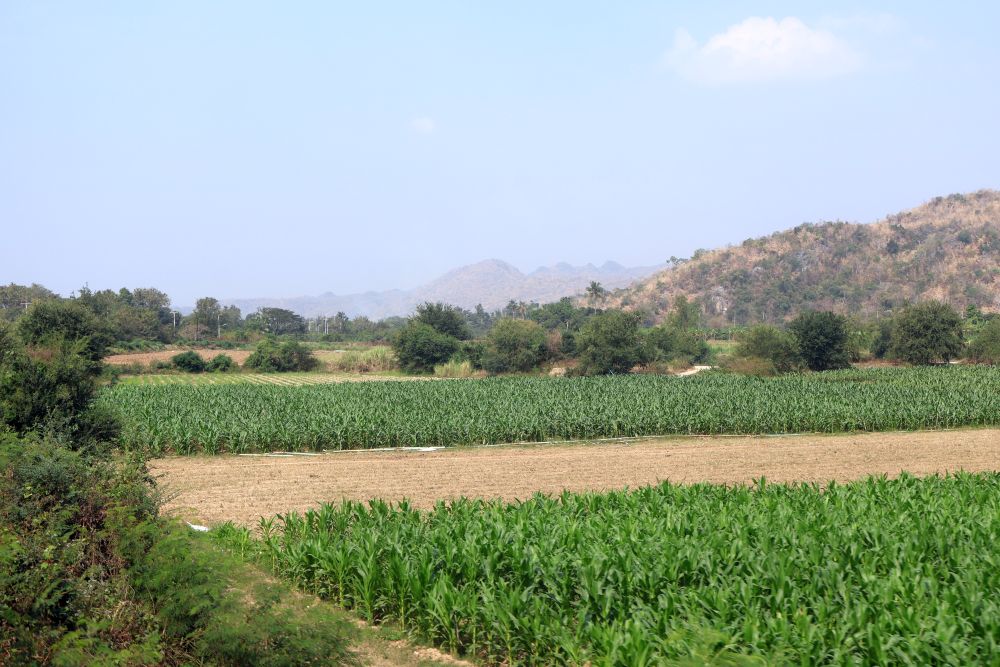 Flat fields of crops, with low hills behind.