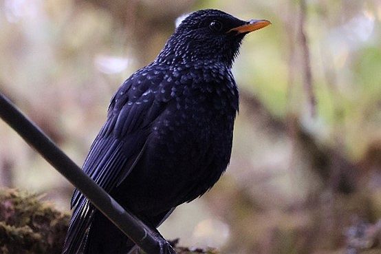 A small, mostly black bird on a branch.