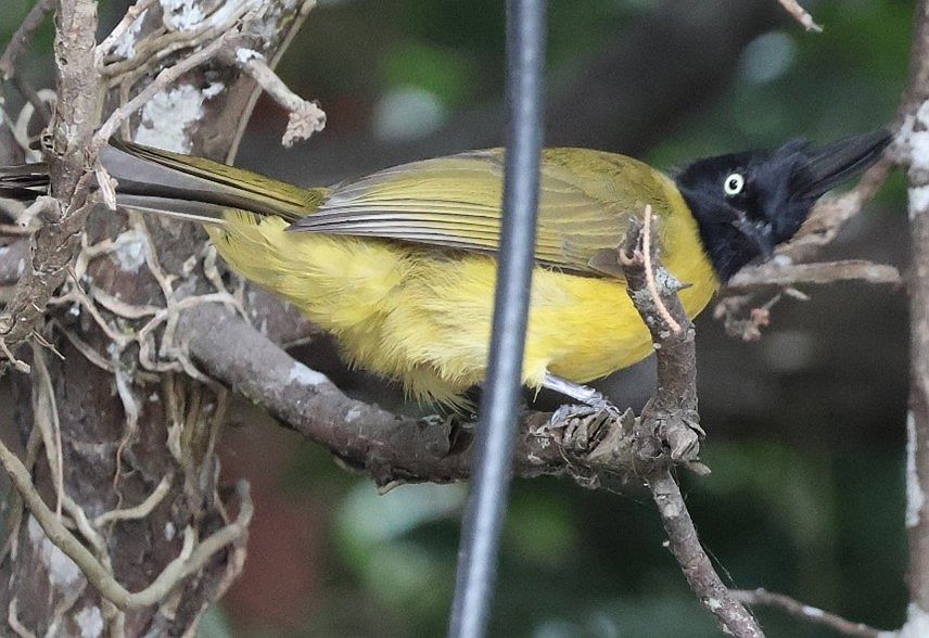 A yellow bird with a black head.