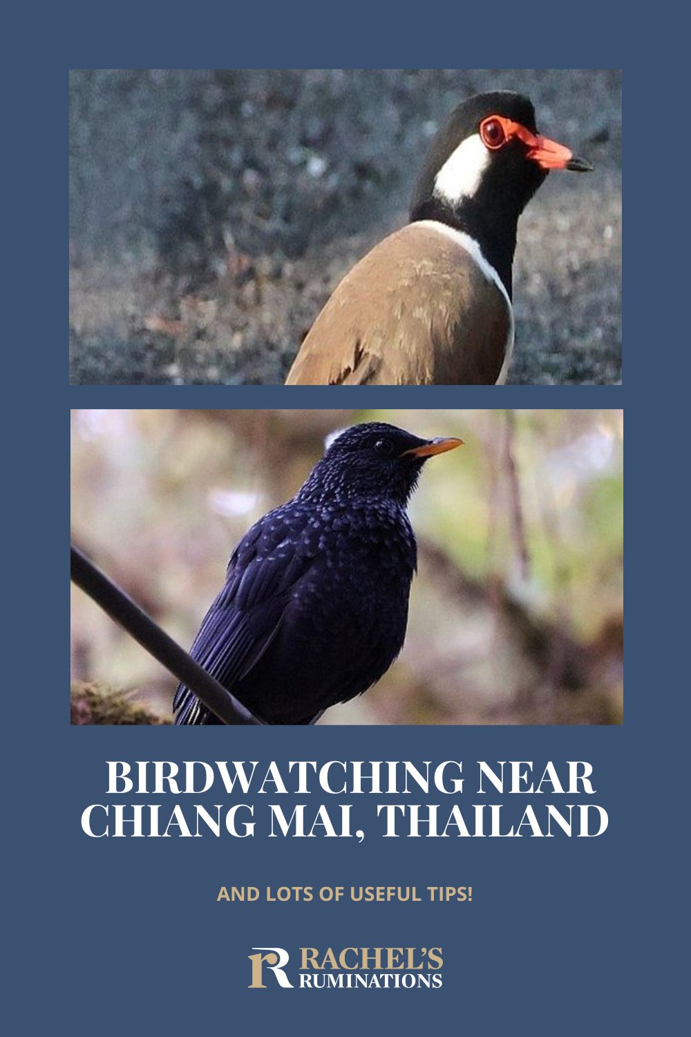 Thoughts on 3 places for birdwatching near Chiang Mai: Doi Inthanon National Park, Doi Suthep National Park, and Huay Tueng Thao Reservoir,  with birdwatching tips and other things to see near each one. via @rachelsruminations