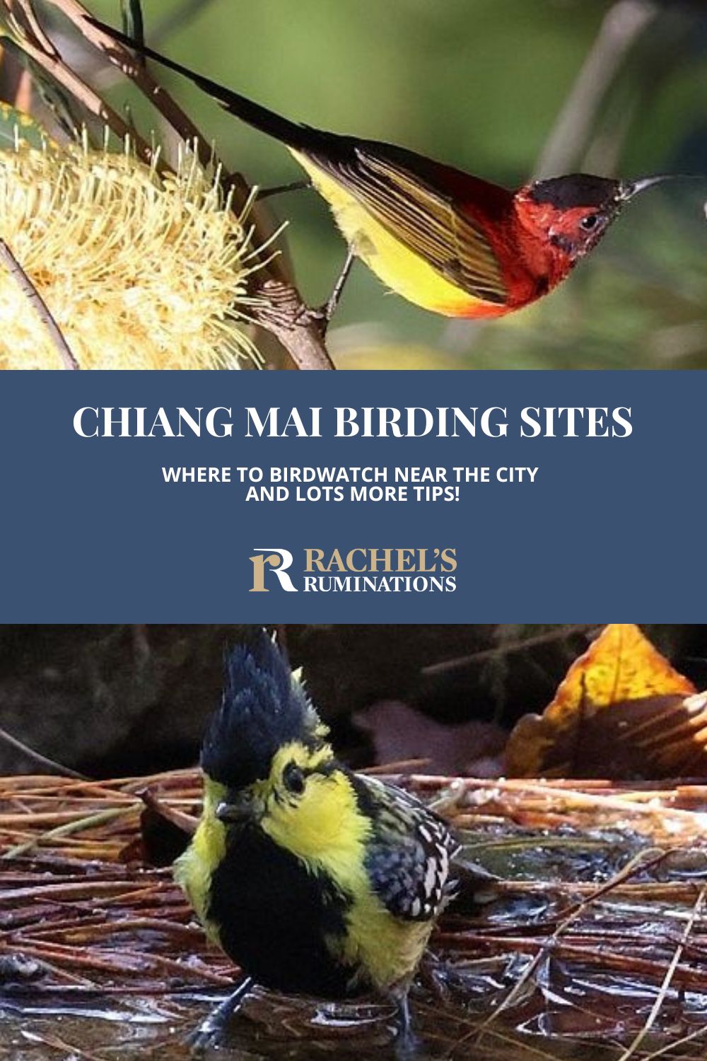 Thoughts on 3 places for birdwatching near Chiang Mai: Doi Inthanon National Park, Doi Suthep National Park, and Huay Tueng Thao Reservoir,  with birdwatching tips and other things to see near each one. via @rachelsruminations