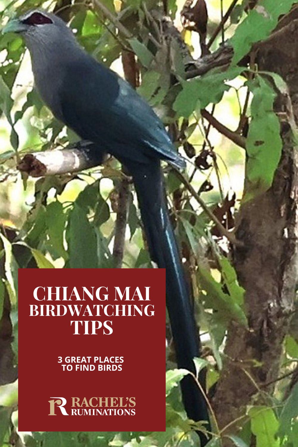 Thoughts on 3 places for birdwatching near Chiang Mai: Doi Inthanon National Park, Doi Suthep National Park, and Huay Tueng Thao Reservoir,  with birdwatching tips and other things to see near each one. via @rachelsruminations