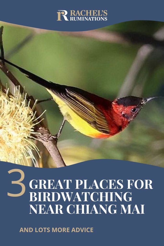 Text: 3 great places for birdwatching near Chiang Mai and lots more advice. Image: a Crimson Sunbird.