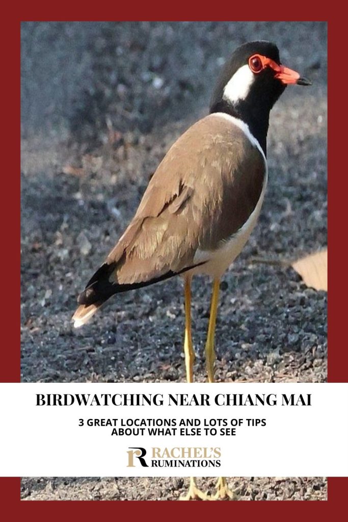 Text: Birdwatching near Chiang Mai. 3 great locations and lots of tips about what else to see. Image: a Red-Wattled Lapwing.