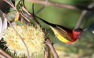 A bird with a long dark tail, bright yellow belly and bright red face and chest.