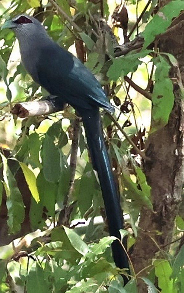 A blackish bird with a very long tail