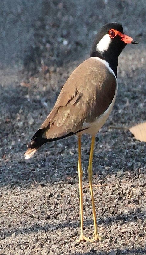 A wading bird with long yellow legs, a brown back, black head, white belly and white spot on the back of the neck.