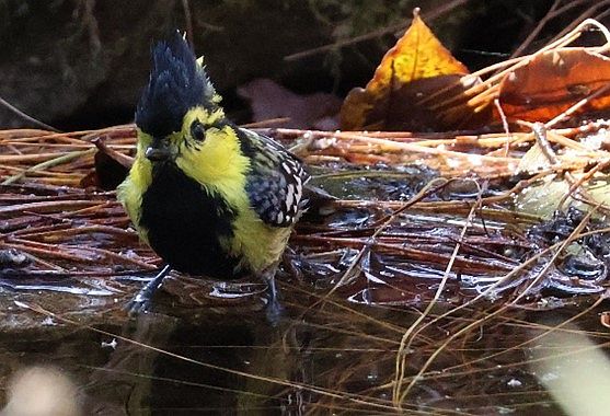 A bird with yellow sides of the face and down both flanks. Wings, head and chest are darker.