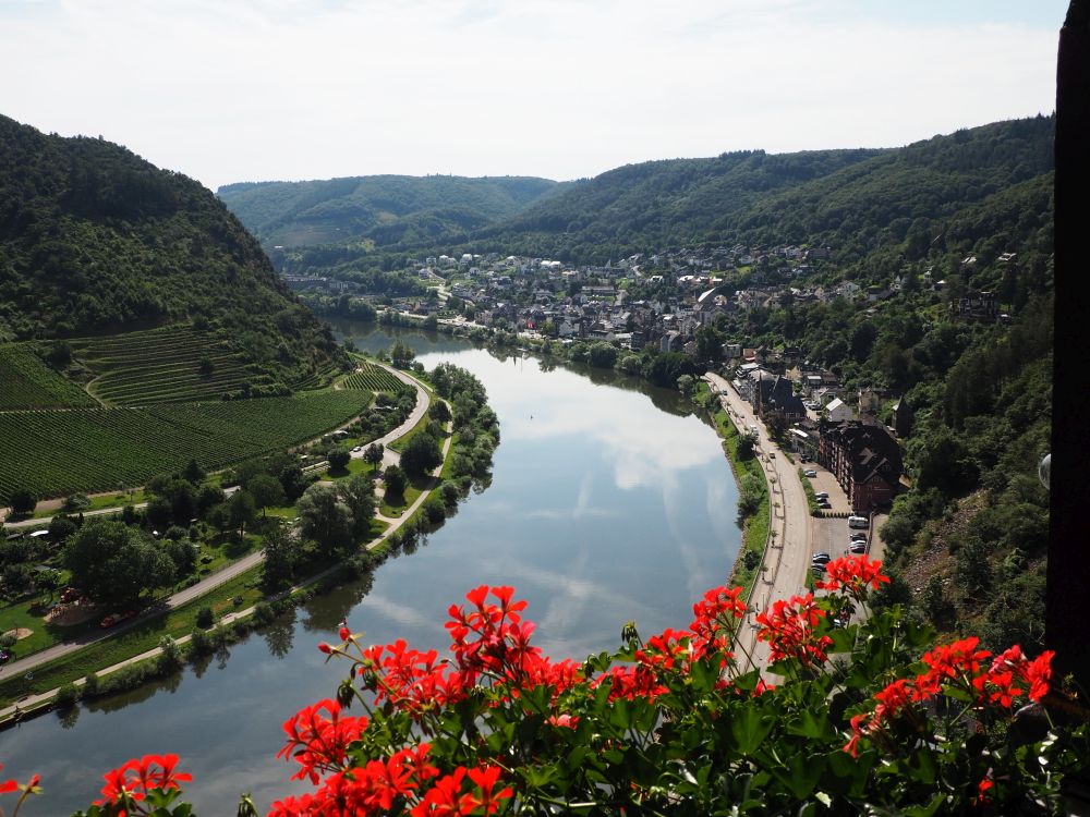 Looking over red geraniums to a view of a curve of the river Rhine.