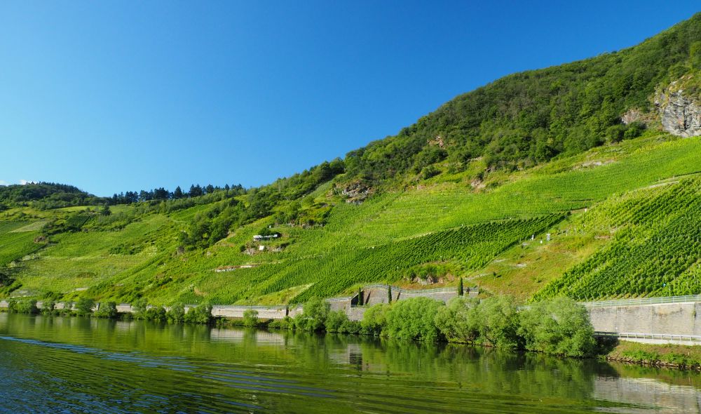 hillsides covered with rows of grapevines with wooded areas at the tops of the hills.