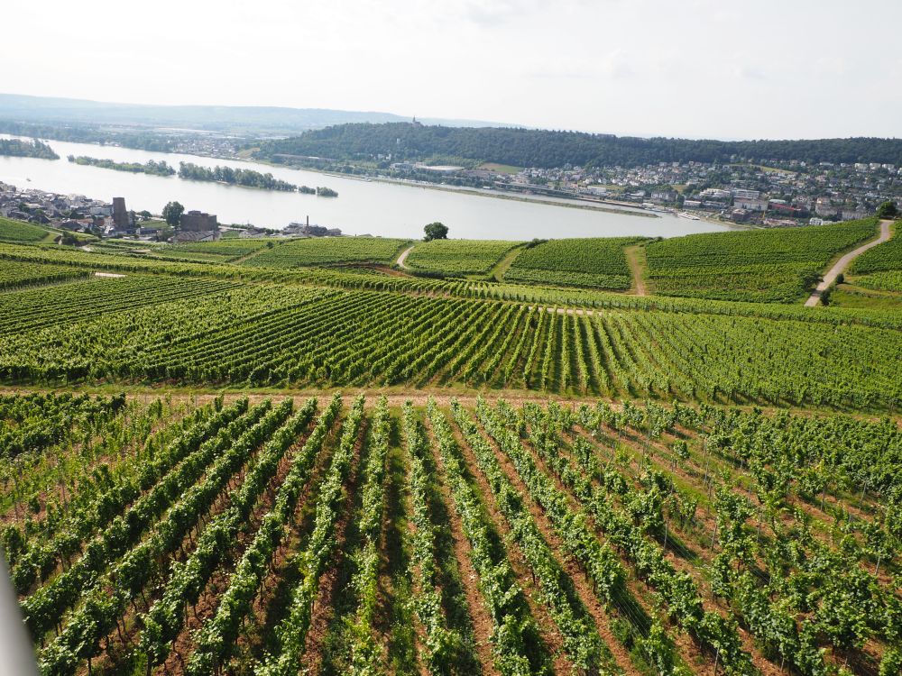 Vineyards in neat lines down a slope and the river in the distance.