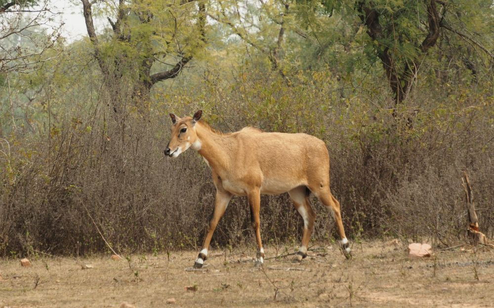 A large light-brown antelope, walking