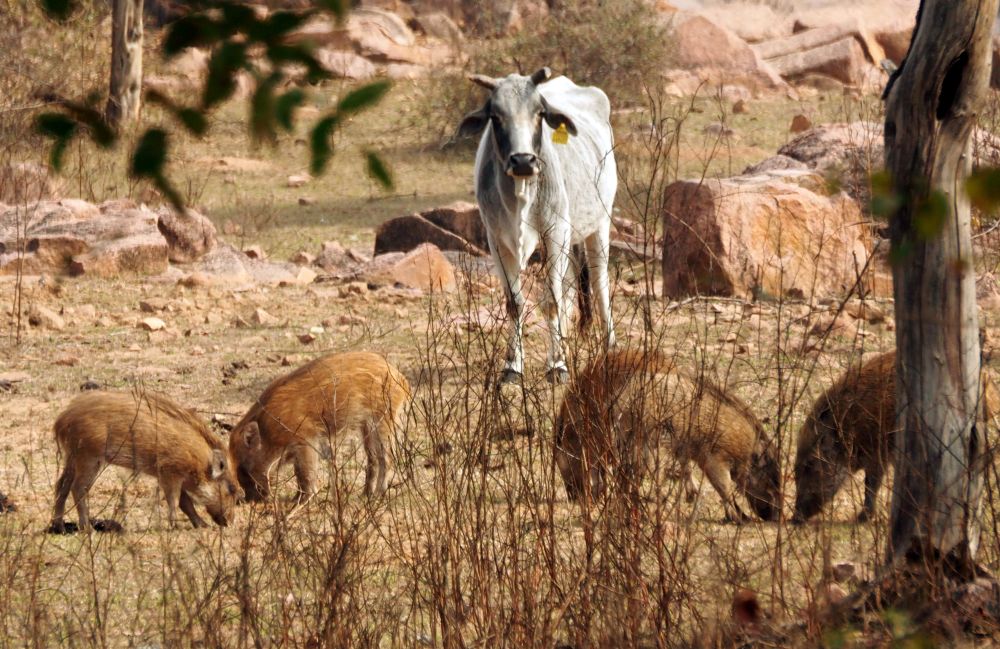 A white cow behind several small brown boars.