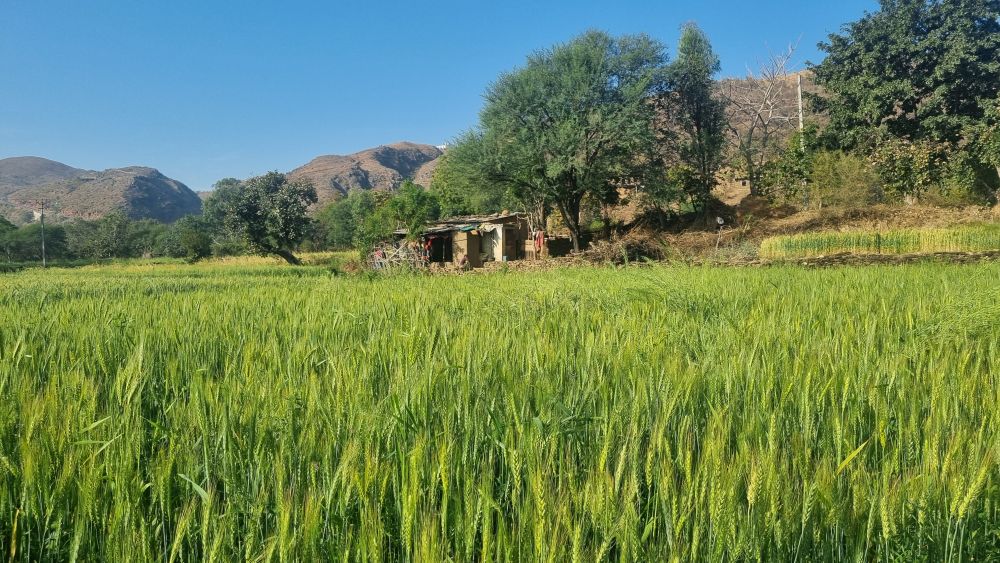 a wheat field, a small house, and hills in the background.