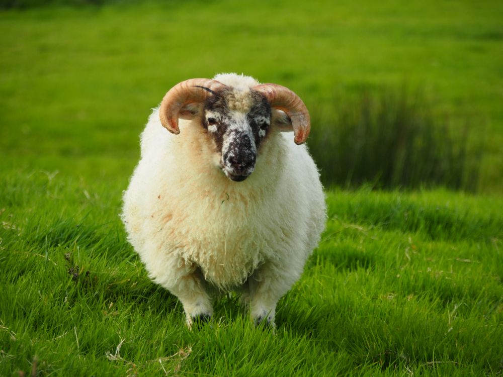 A shaggy white sheep looks straight at the camera: curved horns, flecked brown face.
