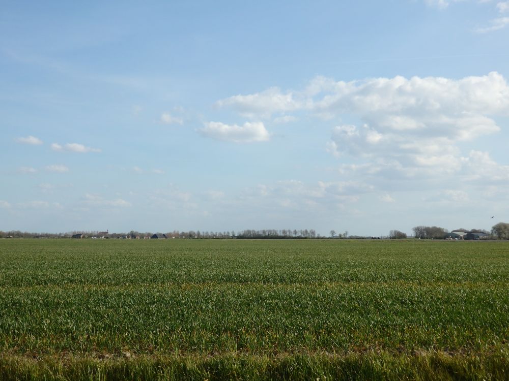 A very large flat field planted with crops. In the distance a few low buildings and trees.