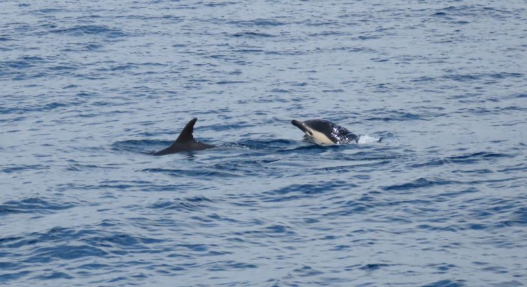 On the left, the dorsal fin of a common dolphin. Just next to it one the right, the face of a common dolphin coming out of the water.