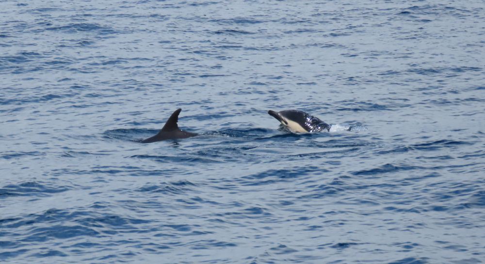 On the left, the dorsal fin of a common dolphin. Just next to it one the right, the face of a common dolphin coming out of the water.