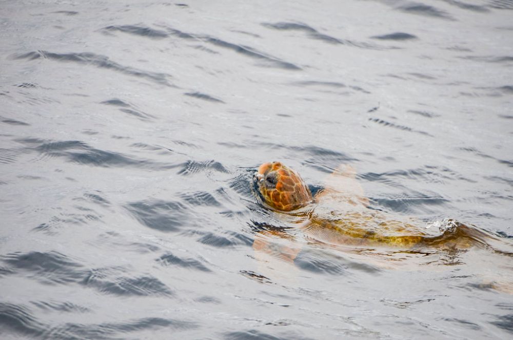 A turtle swims on the surface, its head tilted up out of the water.
