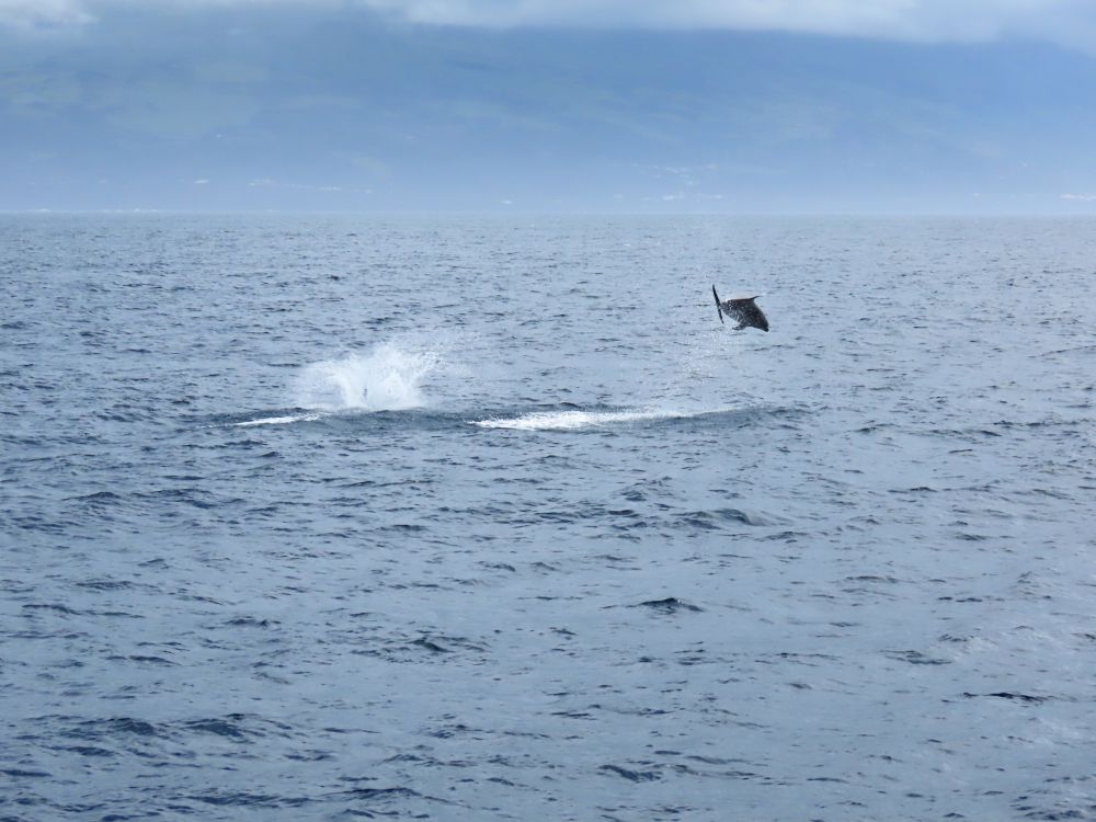 A bottlenose dolphin in the air mid-jump. Beside it, spray blows up from the water where a sperm whale takes a breath.