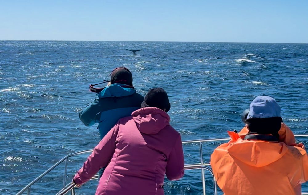The photographer and I stand, backs to the camera. I hold the rails on either side of him. Beside us, another person holds a camera too. Beyond us, the tail of a sperm whale extends out of the sea.