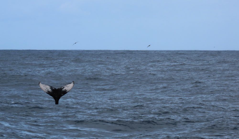 A whale tale sticking up as it starts a dive. Its underside is black in the middle and white toward both points.