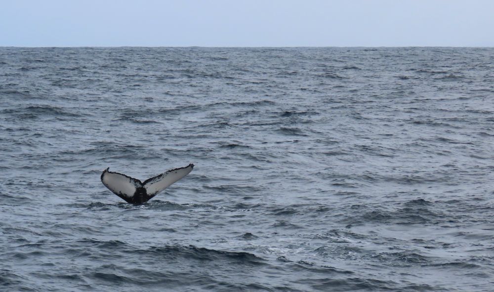 The tale of a humpback whale sticking out of the water. It is mostly white on the underside, edged in black.