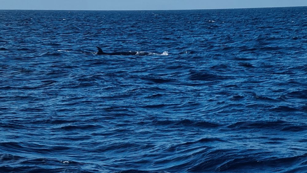 A sei whale showing its back from head to dorsal fin.