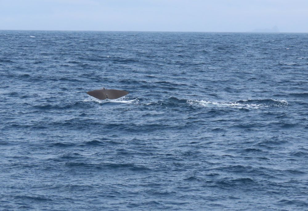 A whale tail sticking up out of the water.
